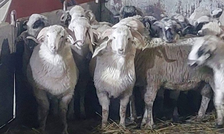 عين الجزائر