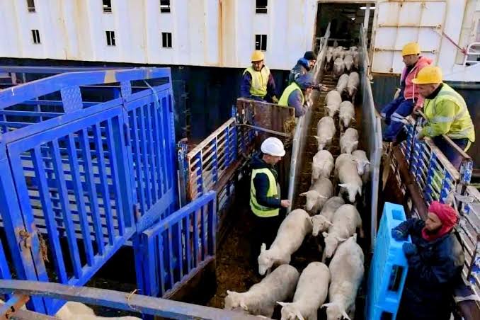 عين الجزائر