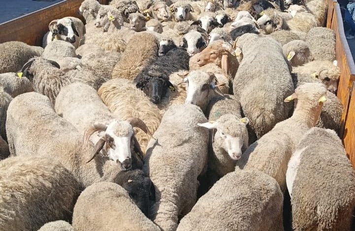 عين الجزائر