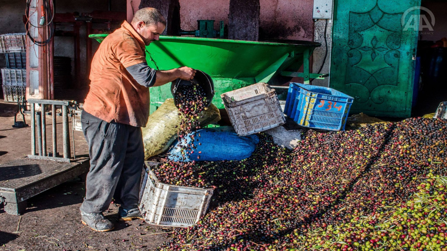 توقع إنتاج 1مليون و600 ألف لتر من زيت الزيتون بتبسة