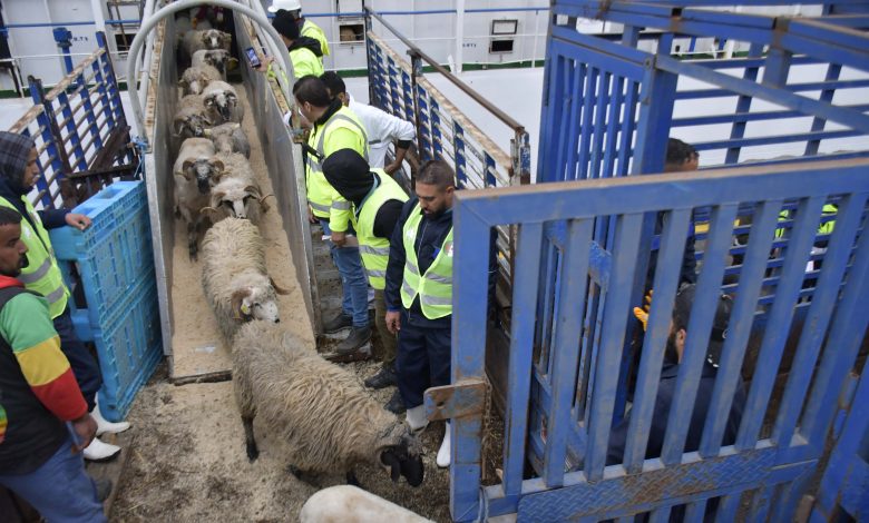 عين الجزائر