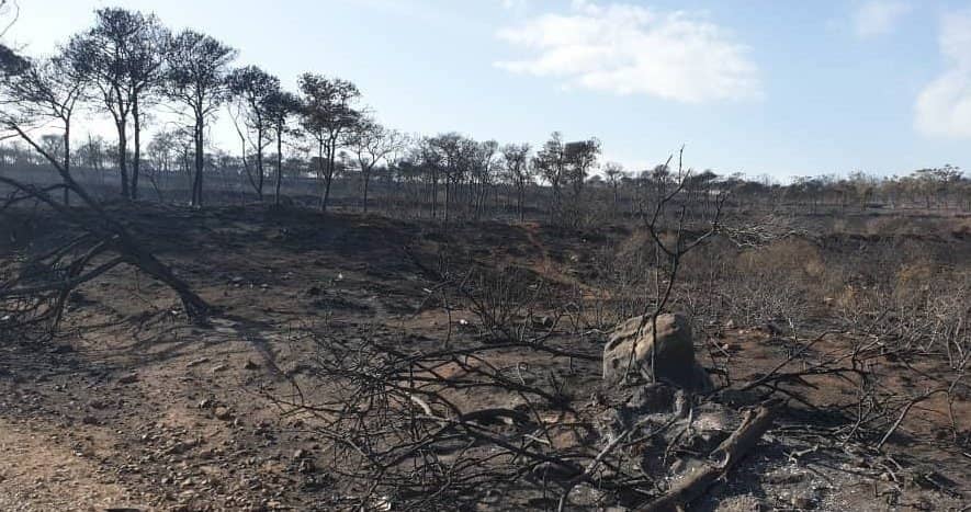 إعلان غابة مداغ  بوهران منطقة منكوبة