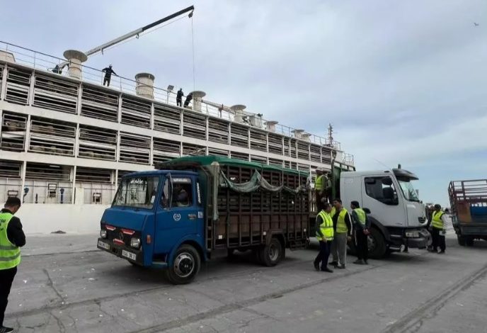 عين الجزائر