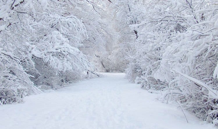 عين الجزائر