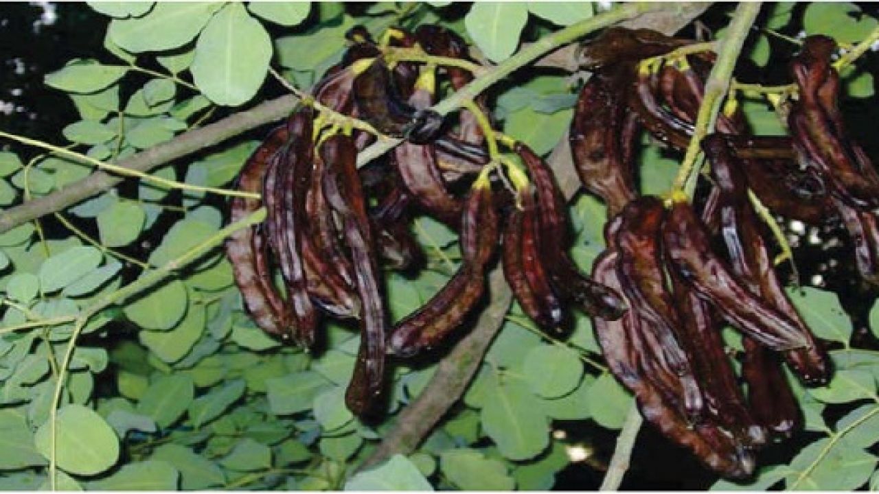 إطلاق تجربة نموذجية لزراعة الخروب